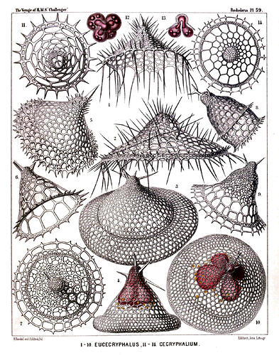 radiolaria-hires-497283133
