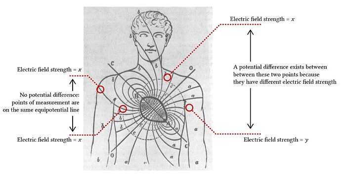 equipotential+electric+field+lines+on+the+human+torso+from+Waller,+1887-2596560709