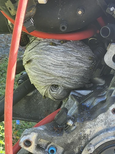 is-this-nest-bees-or-whore-nets-v0-ev8q5caurtef1