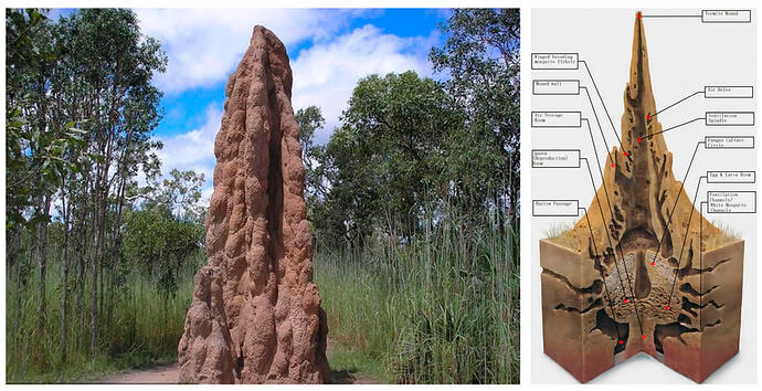 Anatomy-of-termite-mound-morphology-and-its-internal-structure