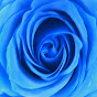 Indigo Rose