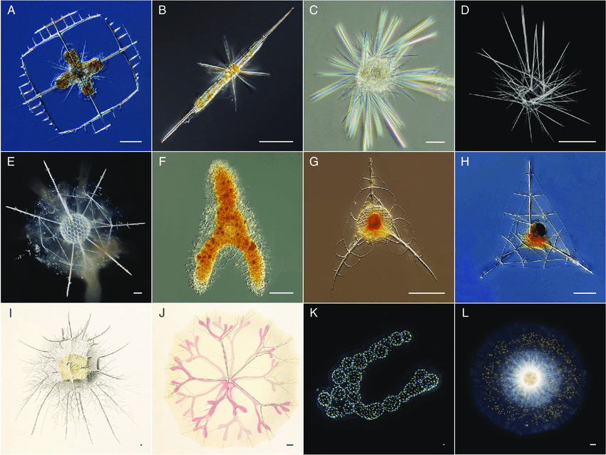 Diversity-of-the-different-extant-Radiolaria-orders-A-B-Acantharia-Lithoptera-fenestra-2599995228